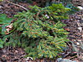 Picea abies Kratochvil IMG_5155 (VALENTA) Świerk pospolity